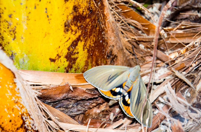 Papillon du Palmier, élimination en gironde