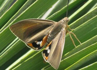 Papillon du palmier à Capbreton : reconnaître et agir