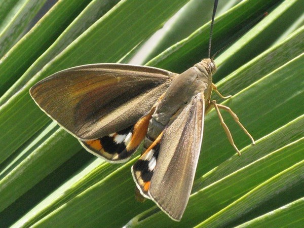 Papillon du Palmier, élimination en gironde