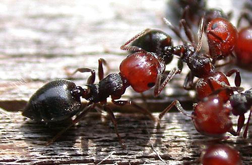 traitement des fourmis en gironde