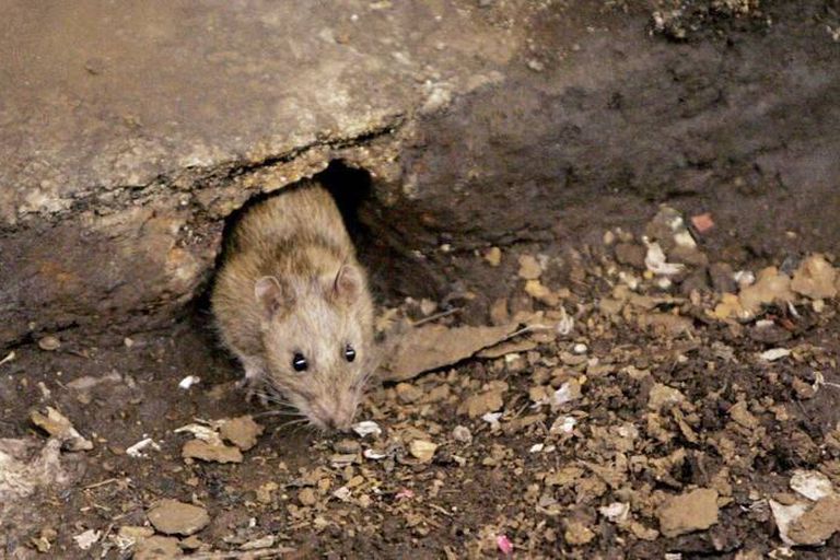Elimination des rats en Gironde et dans les Landes