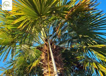 Comment protéger les palmiers du papillon Paysandisia avant l'automne ? Bouliac près de Bordeaux