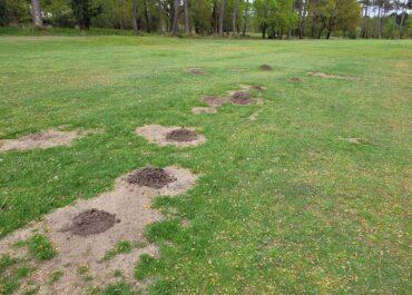 Elimination des taupes à Tarnos : astuces et solutions durables