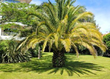 Impact du charançon rouge sur les Phoenix Canariensis dans le Bassin d'Arcachon