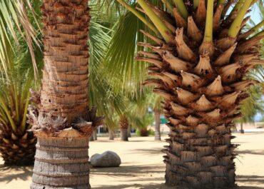 Éradiquer le charançon du palmier à Capbreton : méthodes et solutions 2025