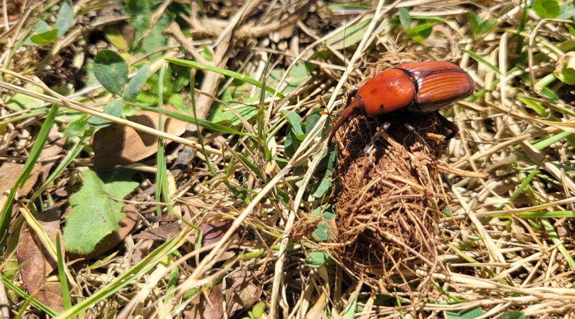 Comment piéger le charançon rouge du palmier au Pays Basque, dans les Landes et sur le Bassin d'arcachon. méthodes et solutions de piégeage par phéromones
