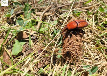 Piégeage par phéromones du charançon rouge du palmier