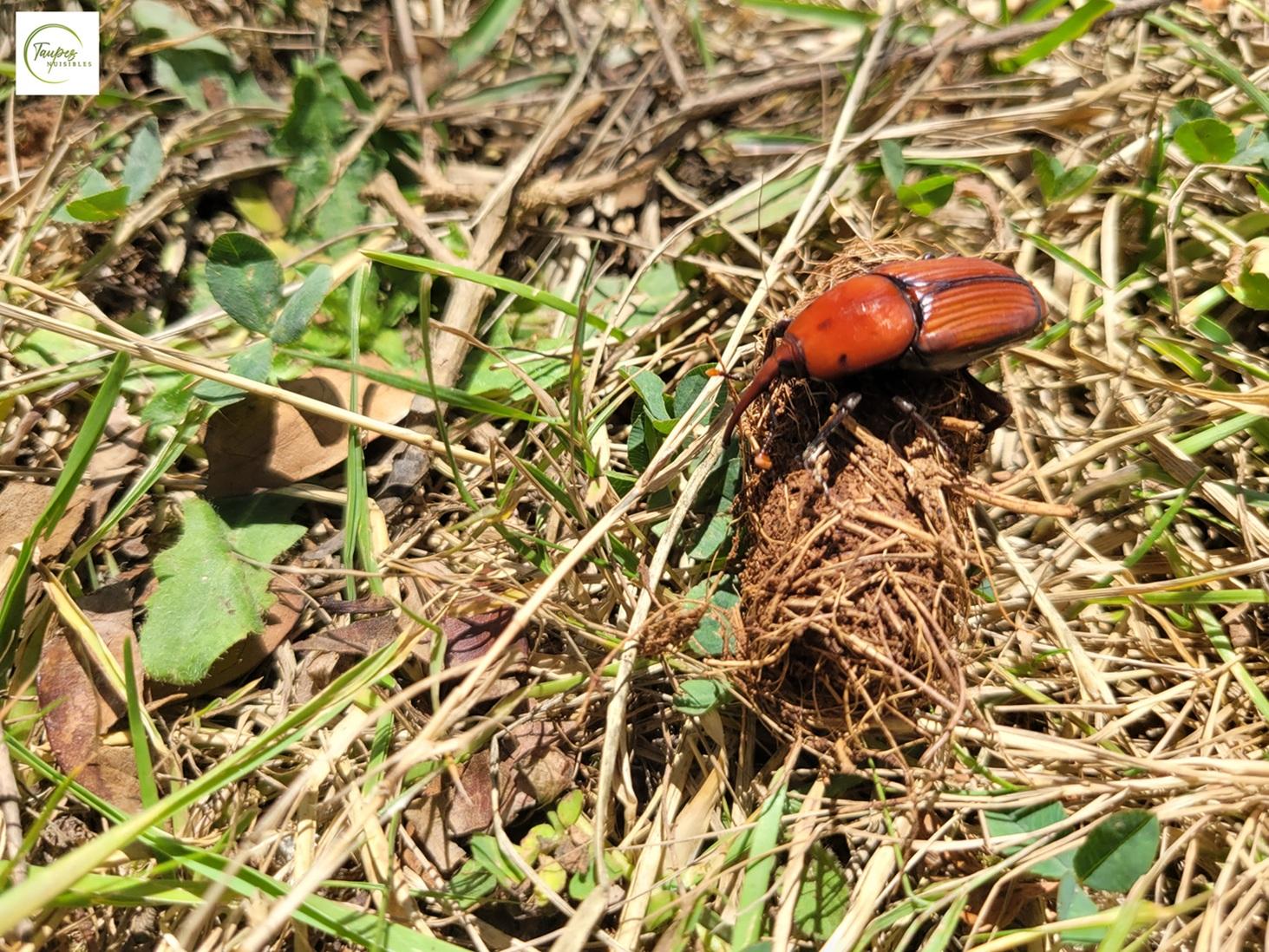 Comment piéger le charançon rouge du palmier au Pays Basque, dans les Landes et sur le Bassin d'arcachon. méthodes et solutions de piégeage par phéromones