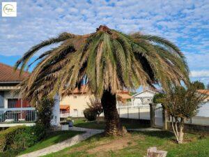 découvrez comment identifier rapidement le charançon du palmier à seignosse et adoptez les bons gestes pour protéger vos palmiers efficacement contre ce ravageur redoutable.