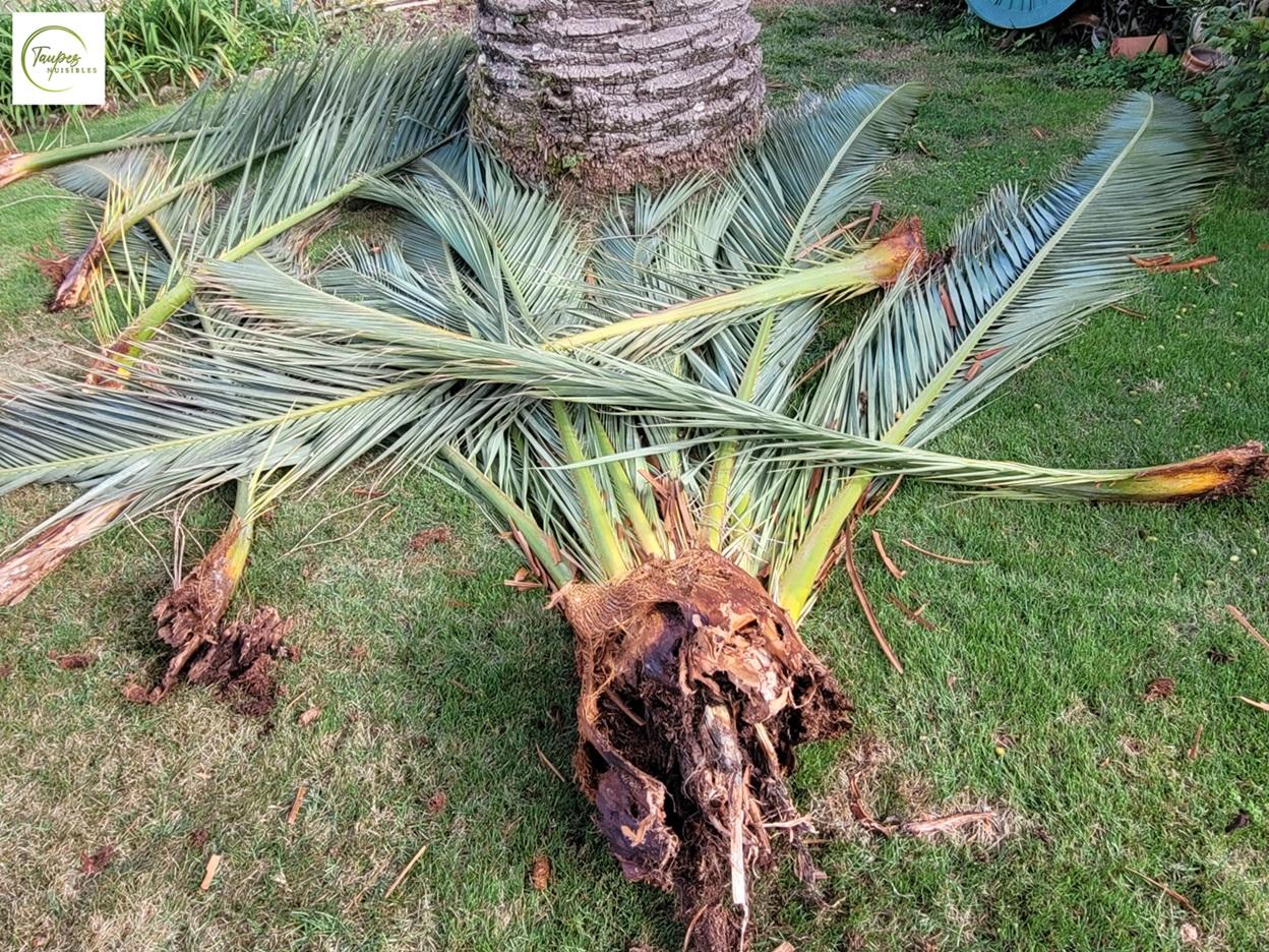 Chute de palmes : prolifération du charançon rouge du palmier au Pays Basque. Traitements et solutions