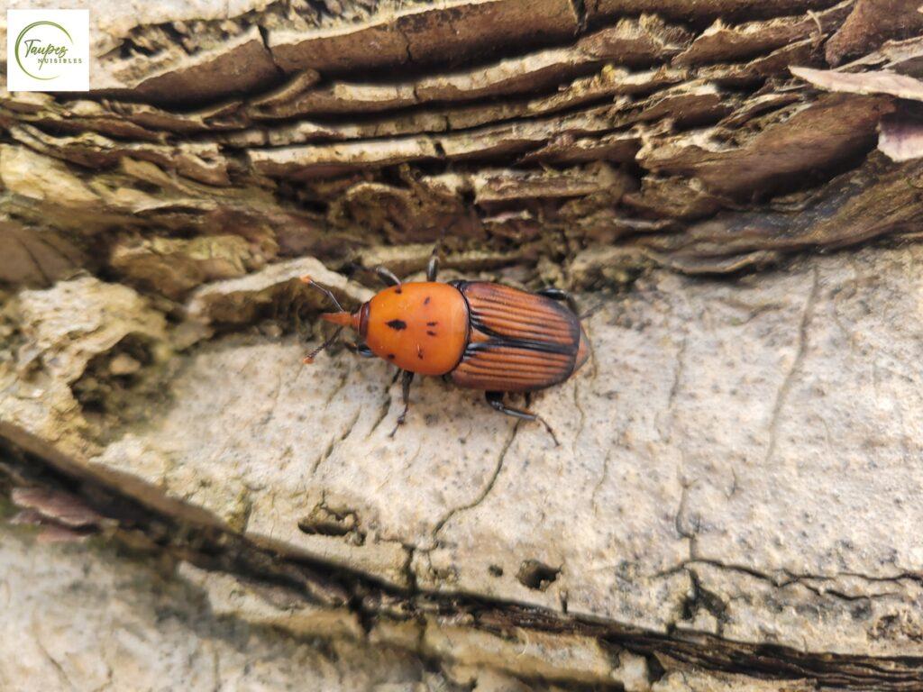découvrez comment détecter rapidement la présence du charançon du palmier à seignosse et quelles actions mettre en place pour protéger efficacement vos palmiers.
