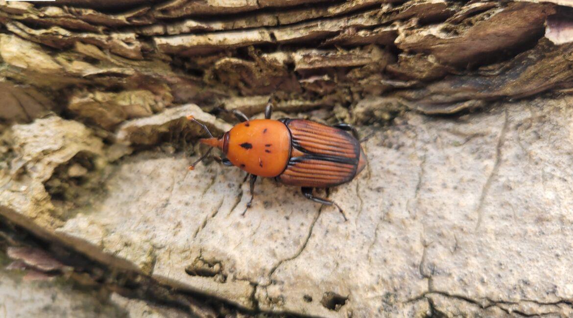 découvrez comment détecter rapidement la présence du charançon du palmier à seignosse et quelles actions mettre en place pour protéger efficacement vos palmiers.