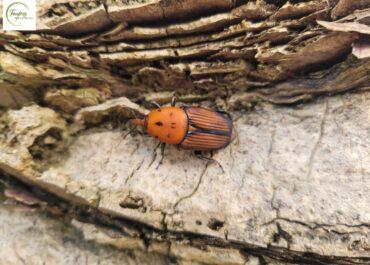 Charançon du palmier à Seignosse : détecter et agir rapidement