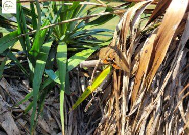 Élimination du papillon du palmier en Nouvelle-Aquitaine : un guide complet
