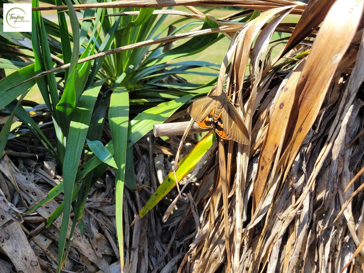 Lutte contre le papillon du palmier : solution et méthode