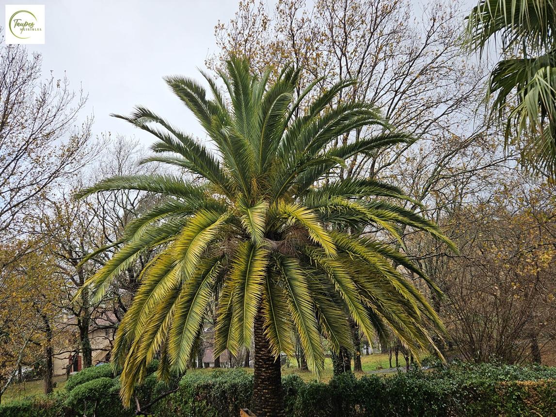 Palmier infesté par le charançon rouge à Hendaye sur la côte Basque : Diagnostic et solutions