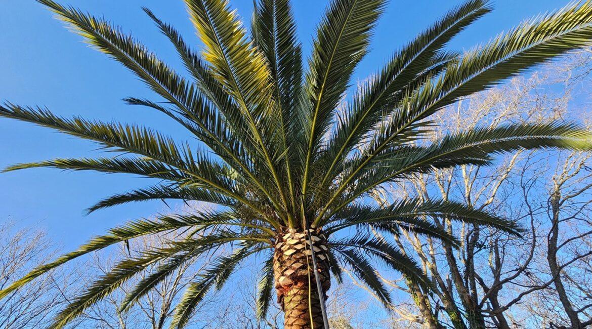 Tuer le charançon rouge du palmier sur le Bassin d'Arcachon : Méthodes et solutions