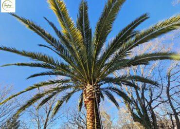 Quels produits utiliser pour tuer les charançons ?