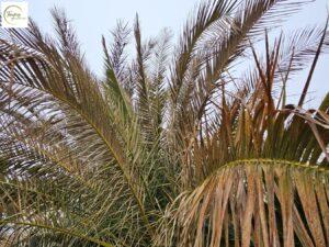 Stress climatique d'un palmier phœnix à Biarritz lié au gel 