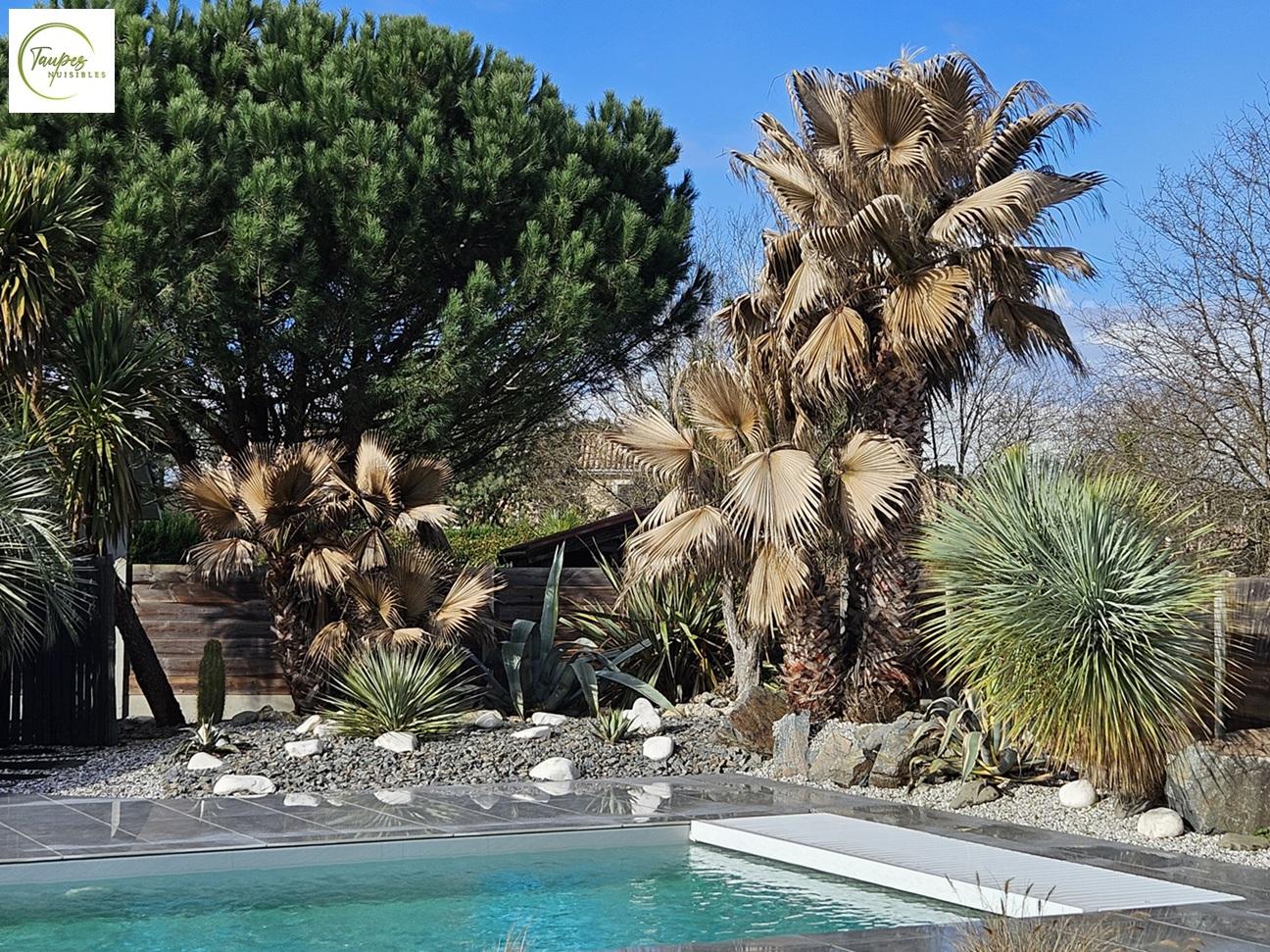 Palmes desséchées, ne pas confondre les dégâts liés au gel at aux ravageurs du palmier