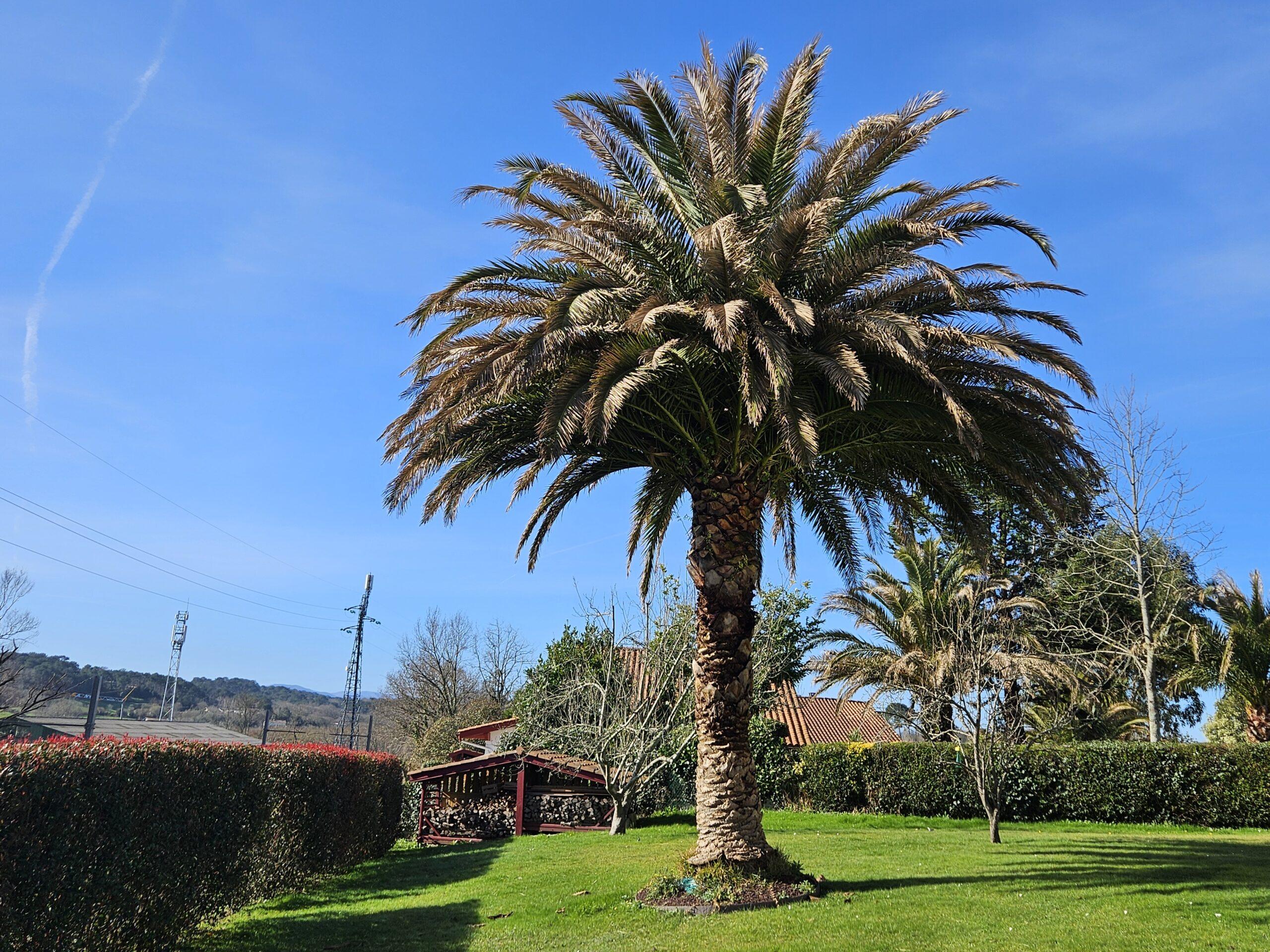 Palmier malade au Pays Basque : Que faire ?