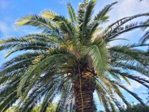 Comment protéger un palmier du charançon à Anglet (64) ?
