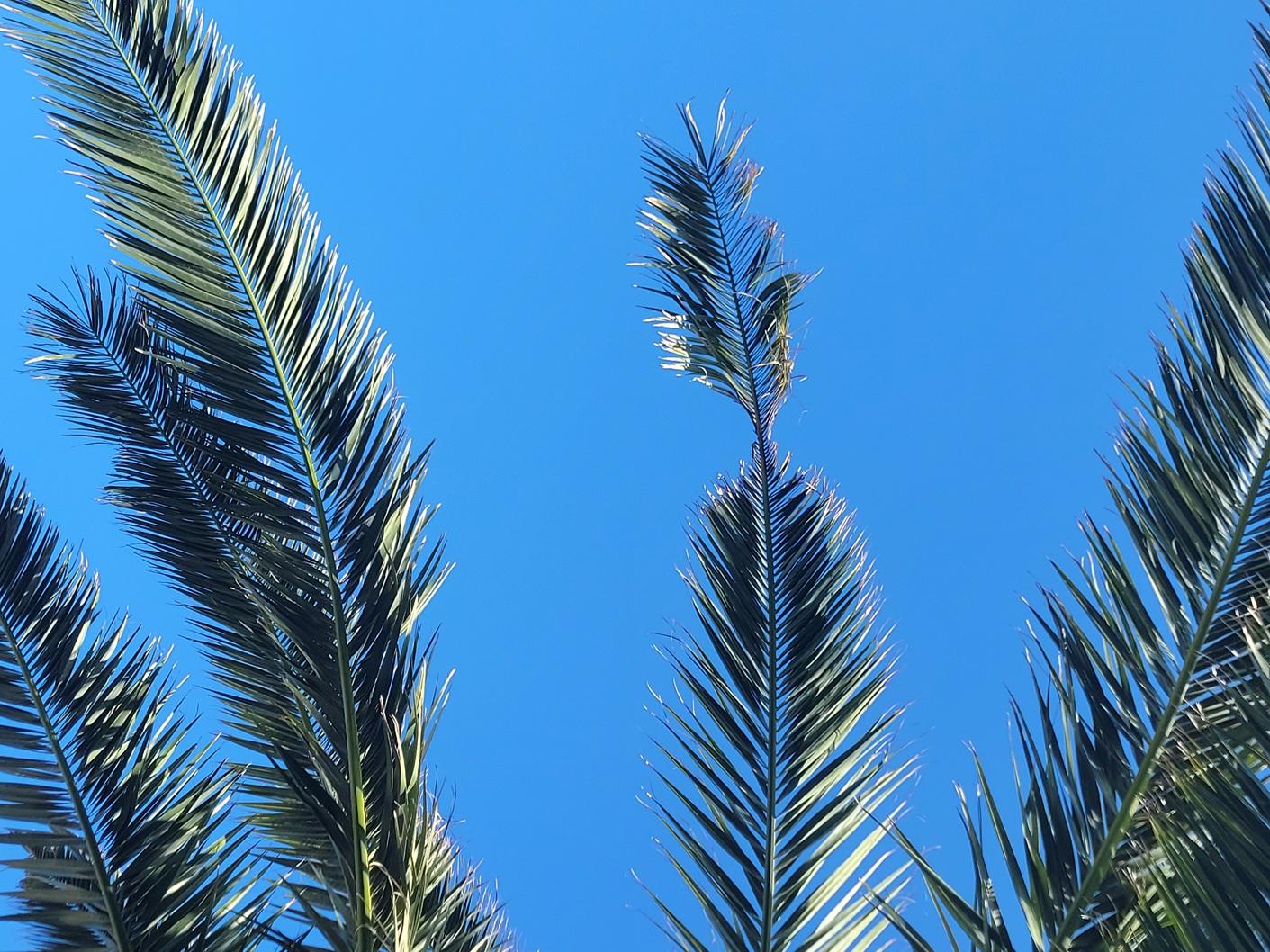 Surveillance des palmiers contre le charançon rouge et papillon du palmier à Anglet (64)