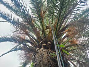 traitement d'un palmier malade au Pays Basque