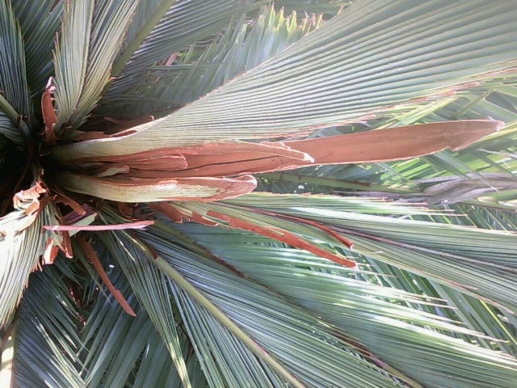 Protéger et sauver son palmier : Méthode et solutions