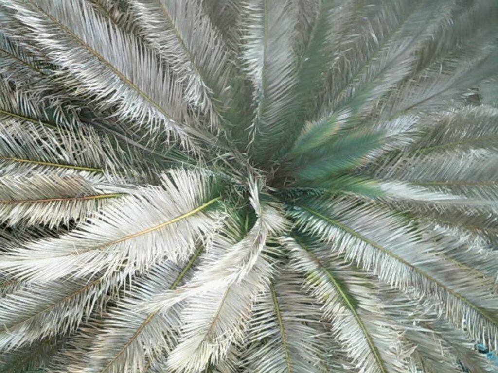 Comment savoir si mon palmier est malade ?