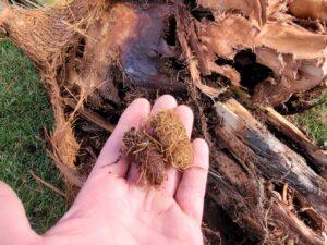 découvrez nos solutions efficaces pour lutter contre le charançon du palmier à anglet, bidart et saint-jean-de-luz et protéger vos palmiers durablement.