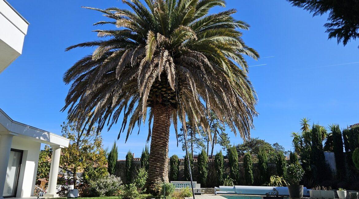 découvrez nos solutions efficaces pour lutter contre le charançon du palmier à anglet, bidart et saint-jean-de-luz. protection durable et traitement adapté pour vos palmiers.