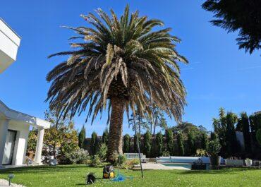 Solutions pour combattre le charançon du palmier à Anglet, Bidart et Saint Jean de Luz