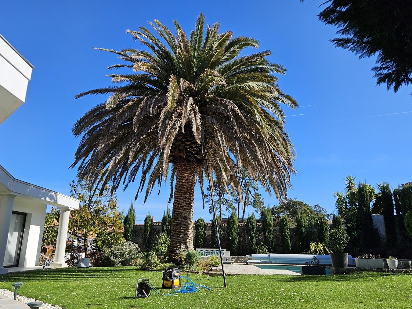 découvrez nos solutions efficaces pour lutter contre le charançon du palmier à anglet, bidart et saint-jean-de-luz. protection durable et traitement adapté pour vos palmiers.