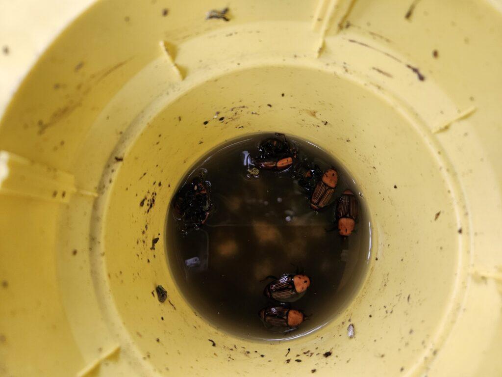 Comment protéger mon palmier du charançon rouge : Méthodes et solutions au Pays Basque (64)