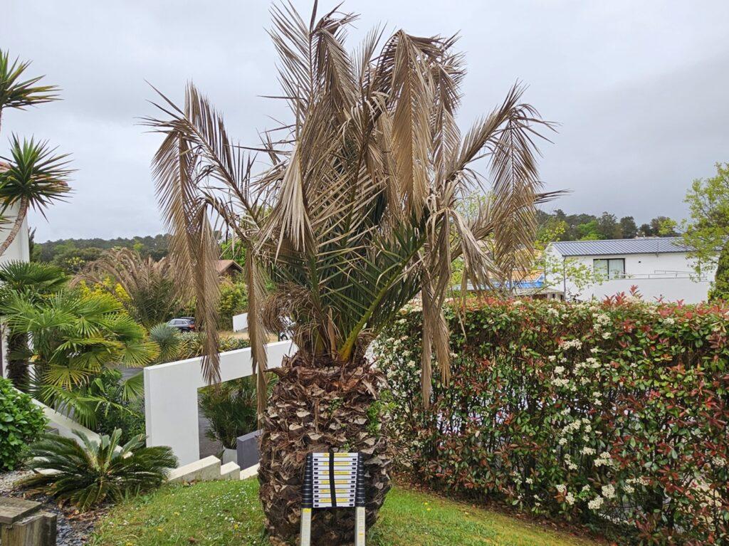 Infestation du charançon rouge du palmier au Pays Basque : Traitements et solutions
