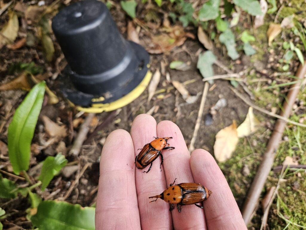 Comment sauver mon palmier contre le charançon rouge : Traitements en urgence au Pays Basque (64)