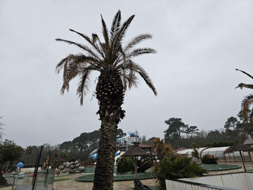 Comment se débarrasser du charançon rouge du palmier à Anglet ? Méthodes et solutions