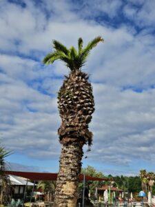 Traitement et sauvegarde des palmiers à Anglet et le Sud des Landes