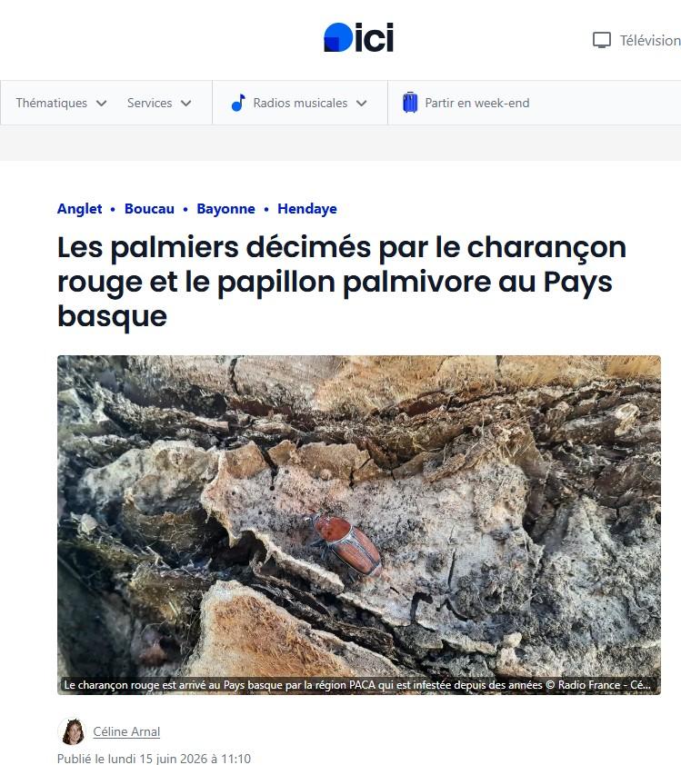 Article de presse ICI PAYS BASQUE. Progression du charançon rouge au Pays Basque