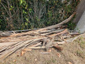 Gestion des déchets pour lutter contre le charançon rouge du palmier à Biarritz près d'Anglet