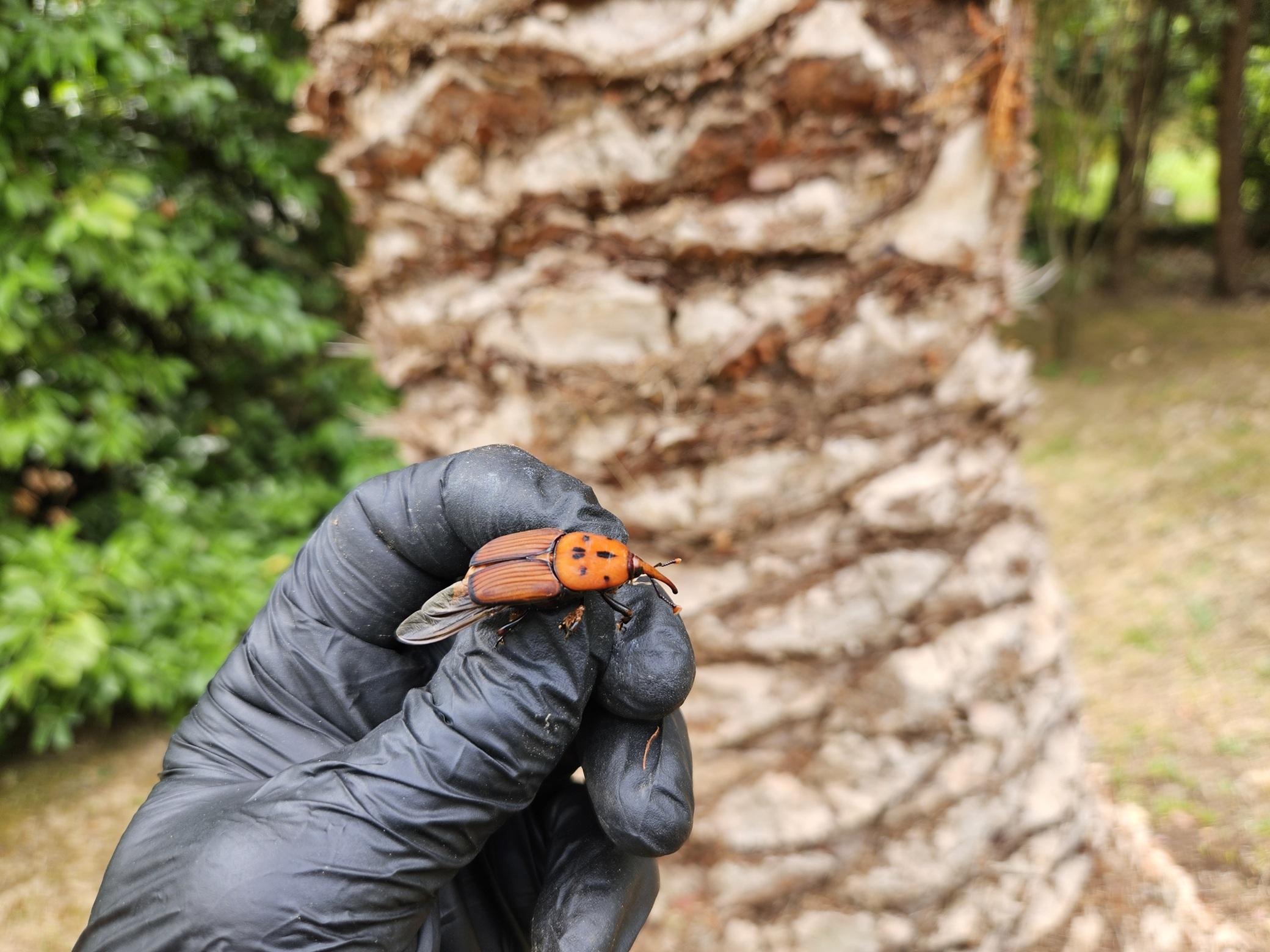 Infestation de palmier phoenix au charançon rouge à Anglet : Méthodes et solutions