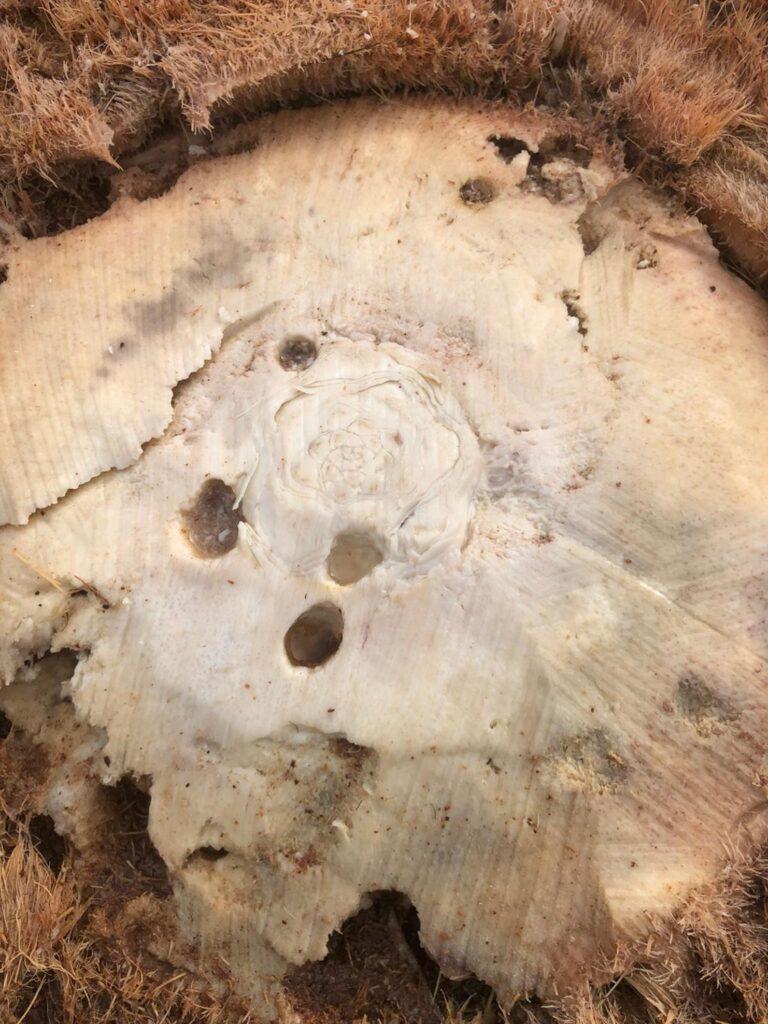 Palmier Phoenix fortement infesté