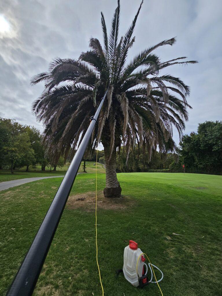 Palmier infesté par le charançon rouge dans un golf