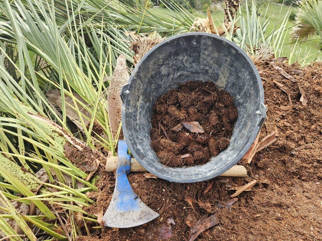 cocons de charançon dans un palmier Phoenix infesté